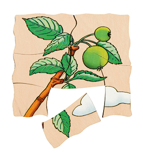 Lagenpuzzle Apfel